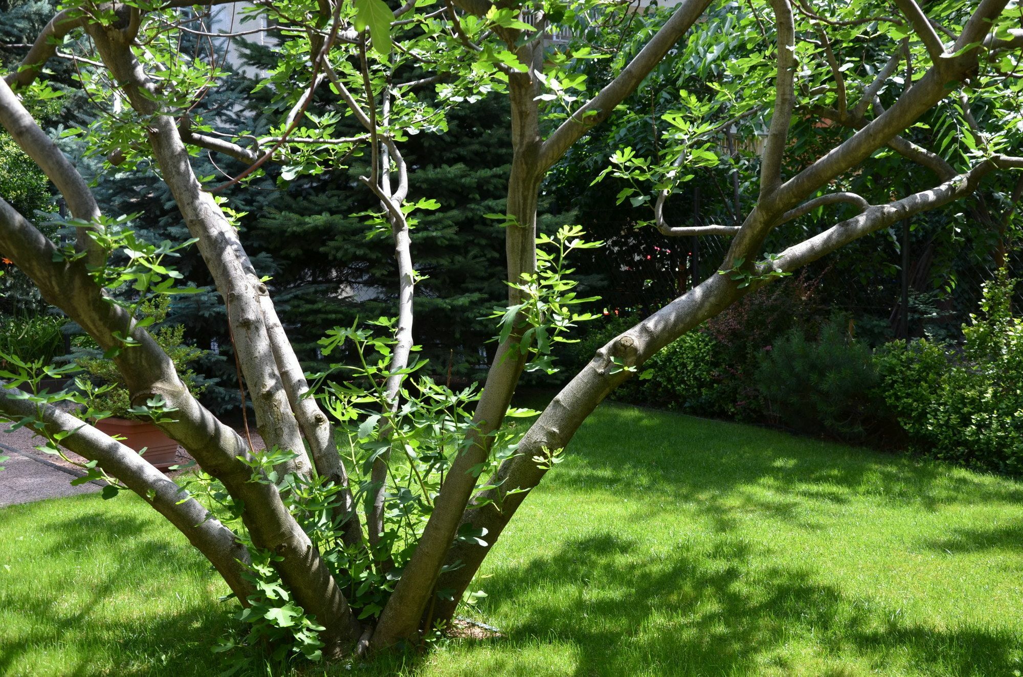 Fig Tree House בודפשט מראה חיצוני תמונה