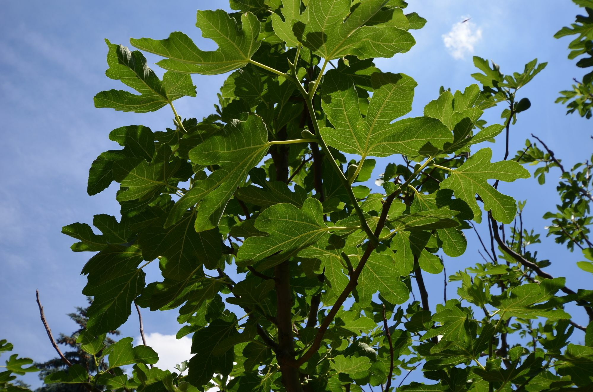 Fig Tree House בודפשט מראה חיצוני תמונה